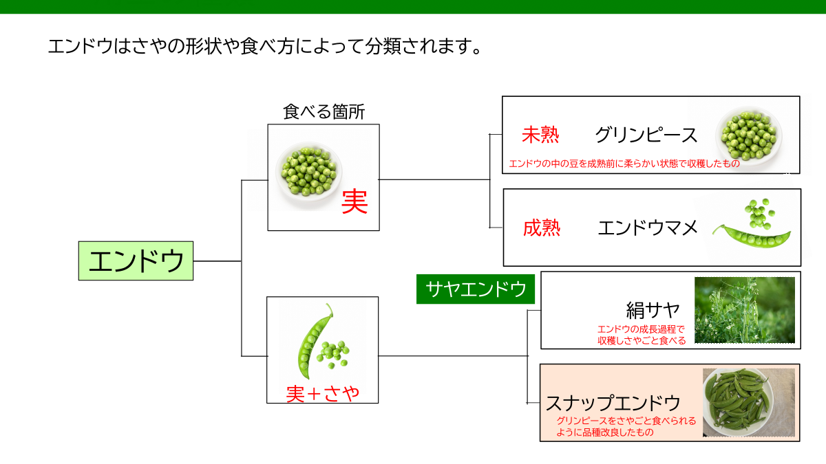 エンドウの種類の説明