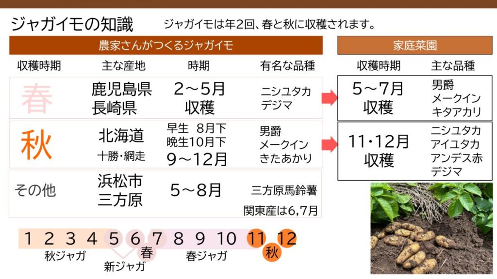 ジャガイモの産地と出回り時期