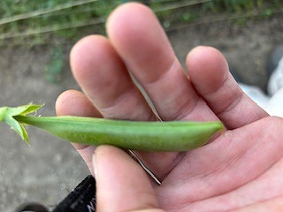 スナップエンドウの色とツヤの確認