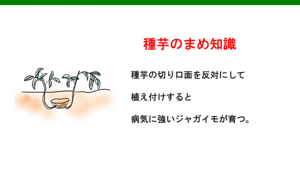 ジャガイモ　反対植え