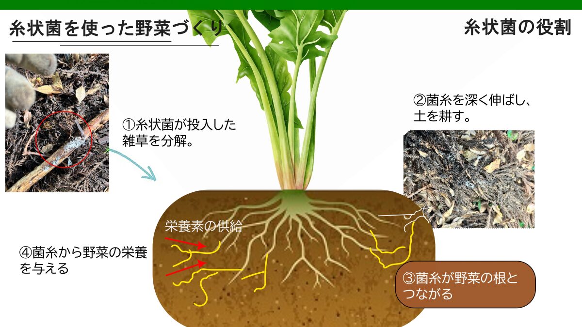 糸状菌の役割