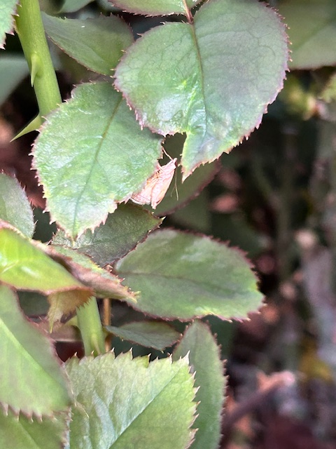 ヨトウガの植え付け