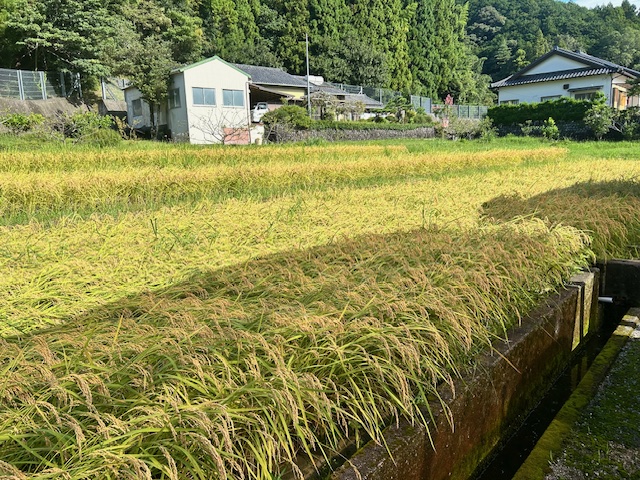 稲刈り前風景