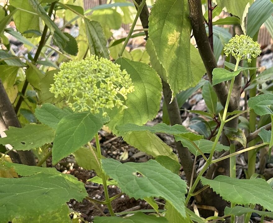 アナベルの花と葉