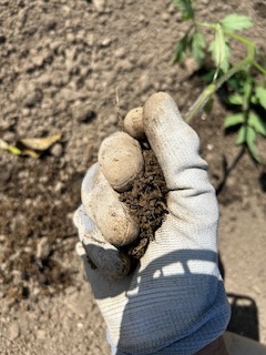 トマトの定植方法