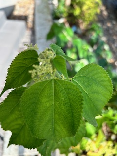 カラムシの花