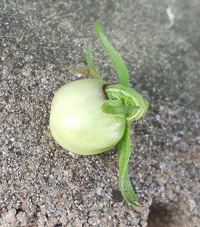 オオタバコガ