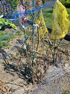 青枯れ病　末期