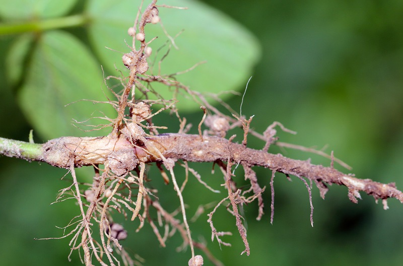 ネコブセンチュウ