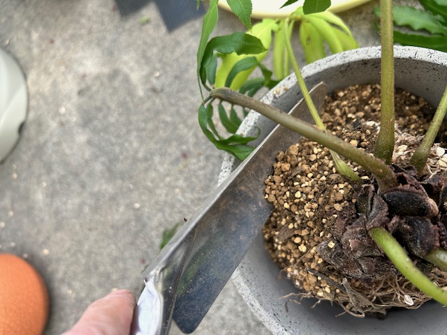 植物の隙間に用土を流し込む