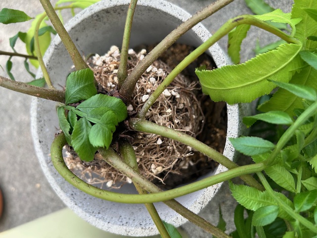 新しい鉢に観葉植物を配置