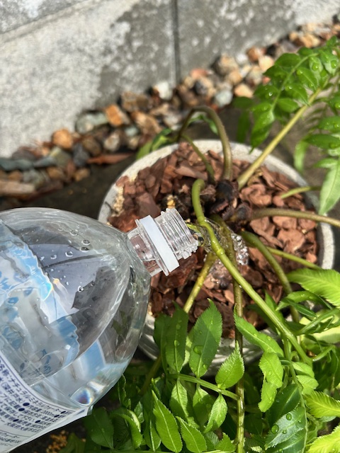 メネデールを植え替えした植物にあげる