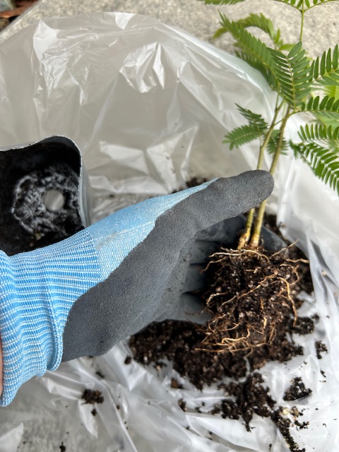 観葉植物を古い鉢やポットから取り出す