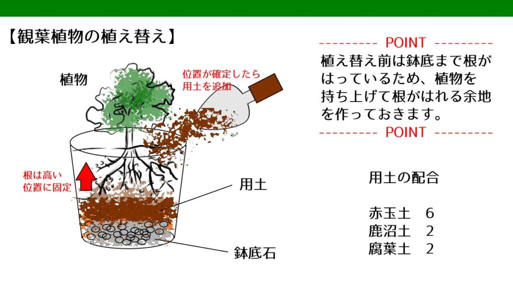 観葉植物の植え替え 要点