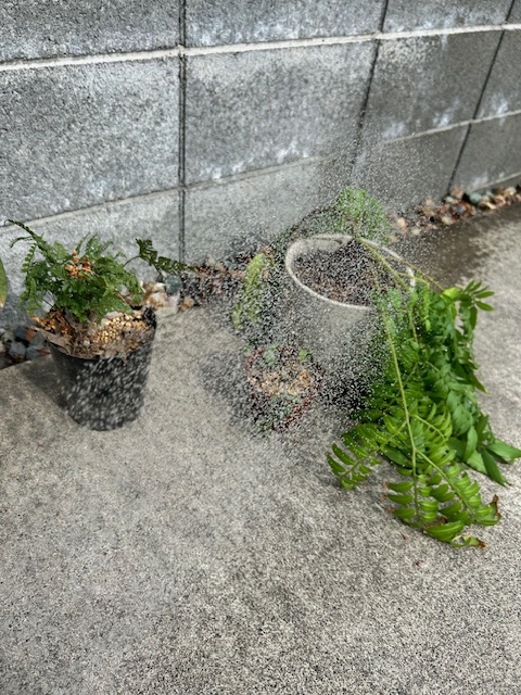 植え替えた植物に水をやる