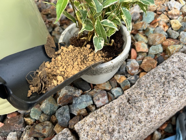 観葉植物の植え替え