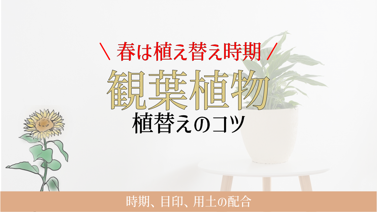 観葉植物の植替えコツ アイキャッチ画像
