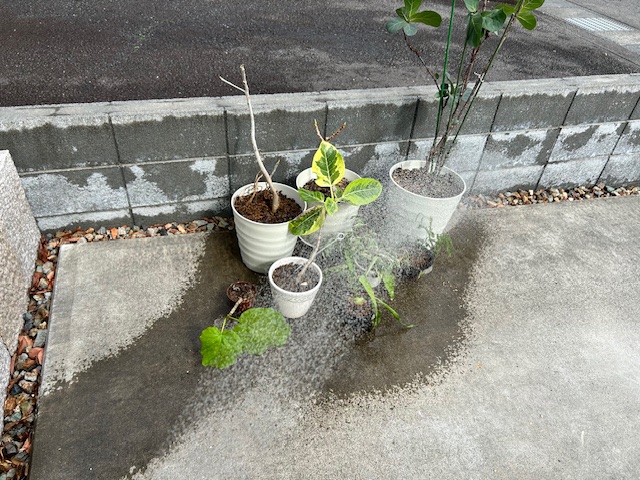 植え替えた植物にたくさん水をやる