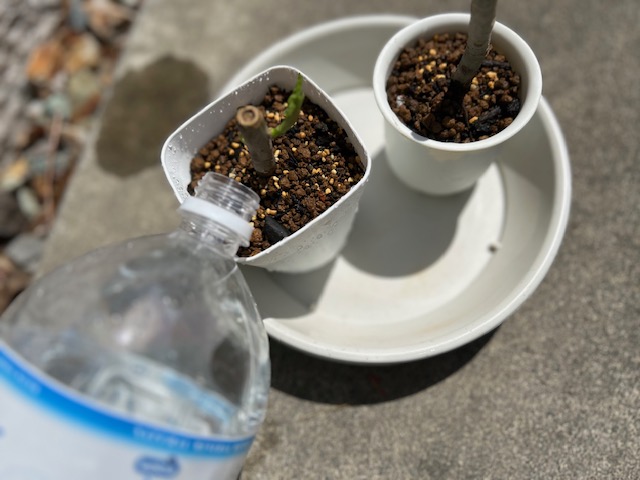 挿し木植え替え後、メネデールを与える