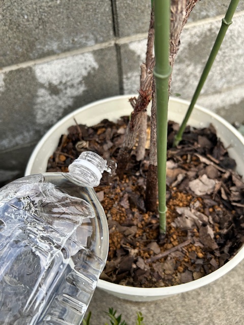植え替え後、メネデールをあげる