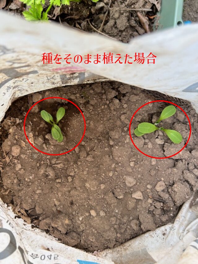 メネデール未使用の種発芽