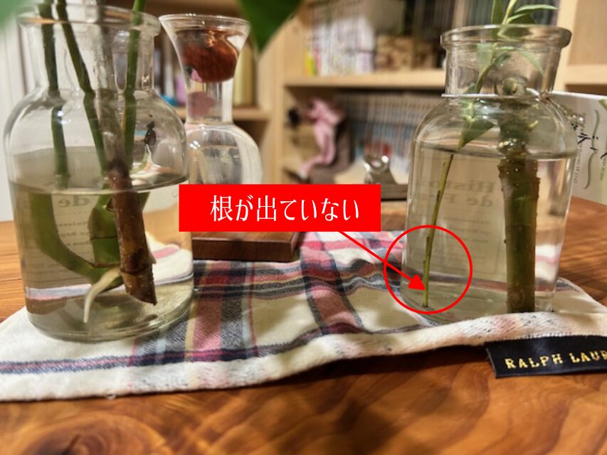 メネデールを使っても根がでないことあり