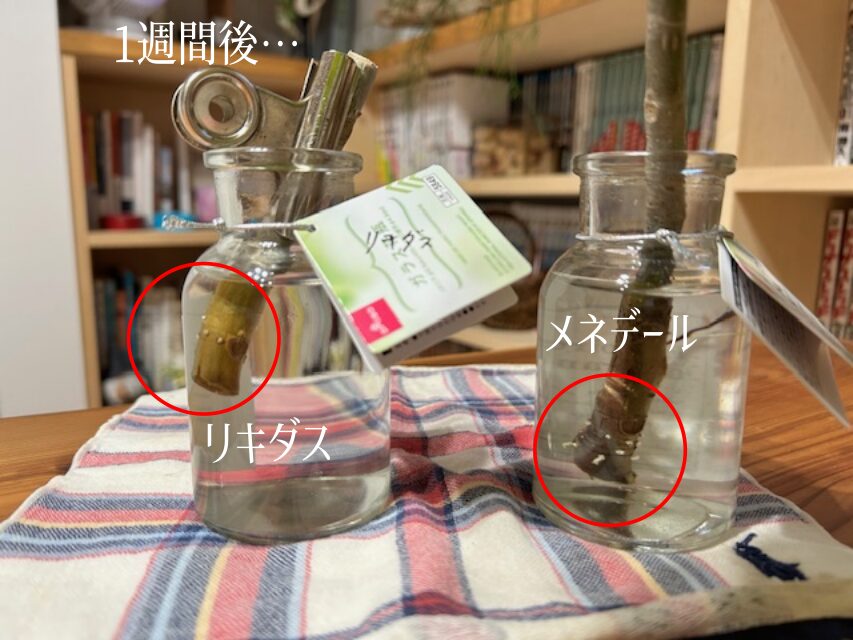 リキダスとメネデールの希釈液を使った1週間後の結果 メネデール根がでる