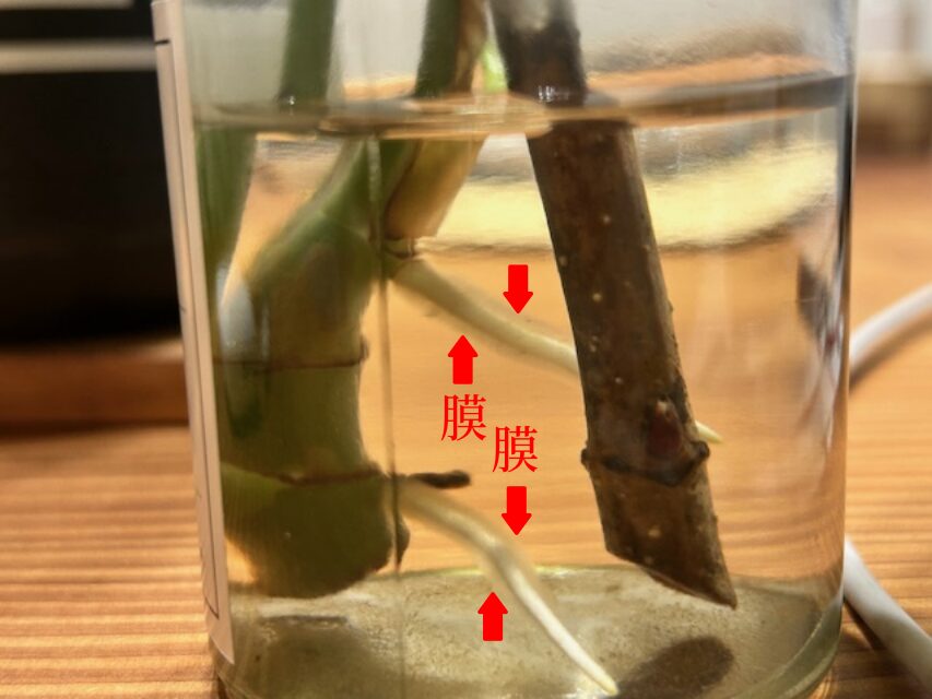 メネデールの膜