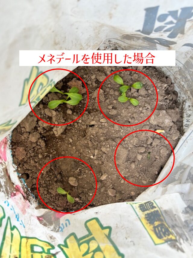 メネデール使用の種発芽