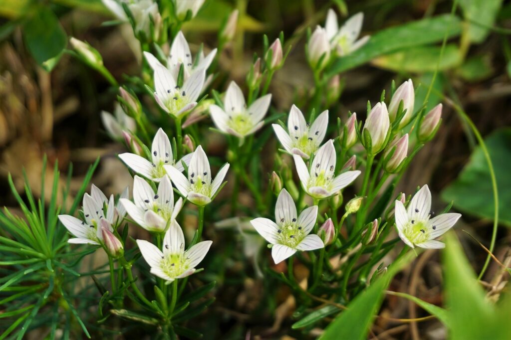 山野草