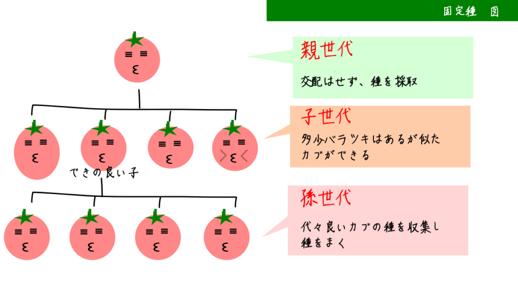 固定種の説明図