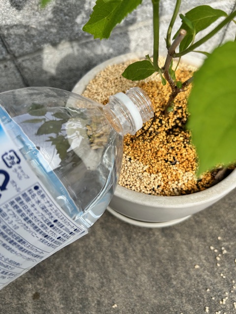 リキダスを鉢植えに与える
