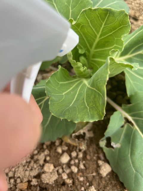 リキダス葉面散布