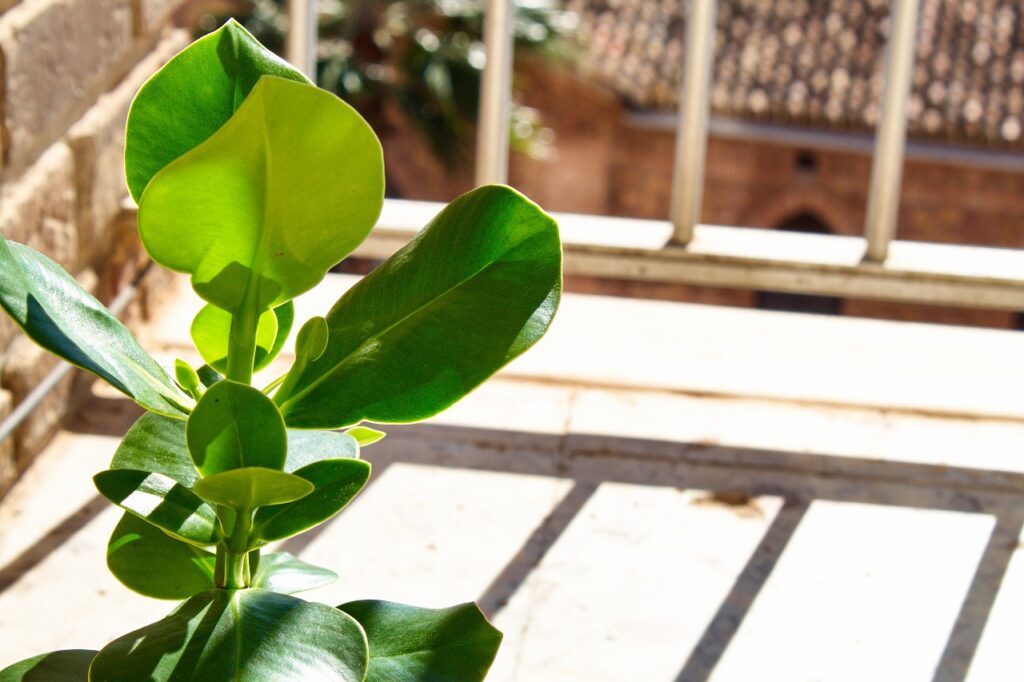 光合成をする観葉植物