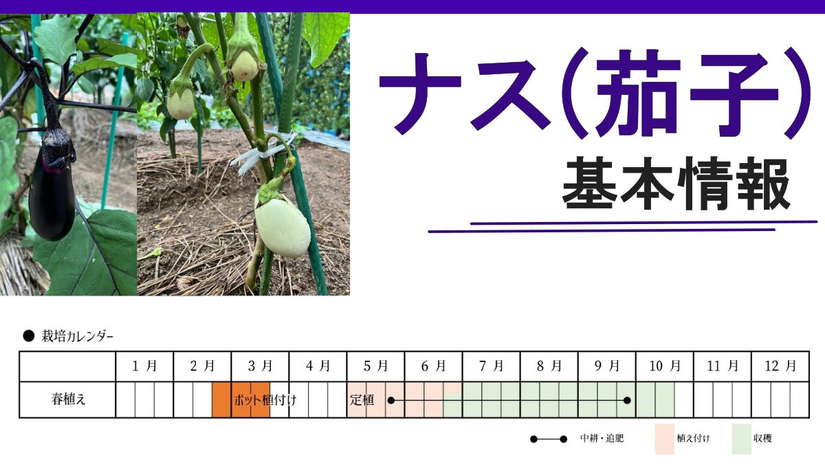 ナス基本情報