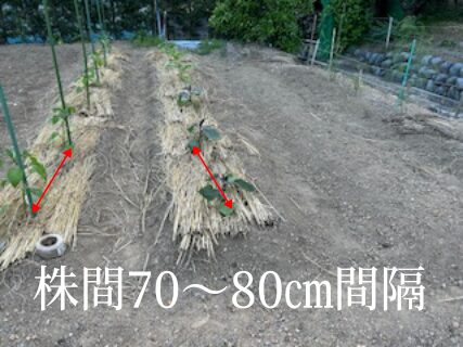 ナスの植付け 株間