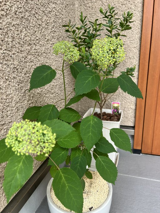花後アナベル
