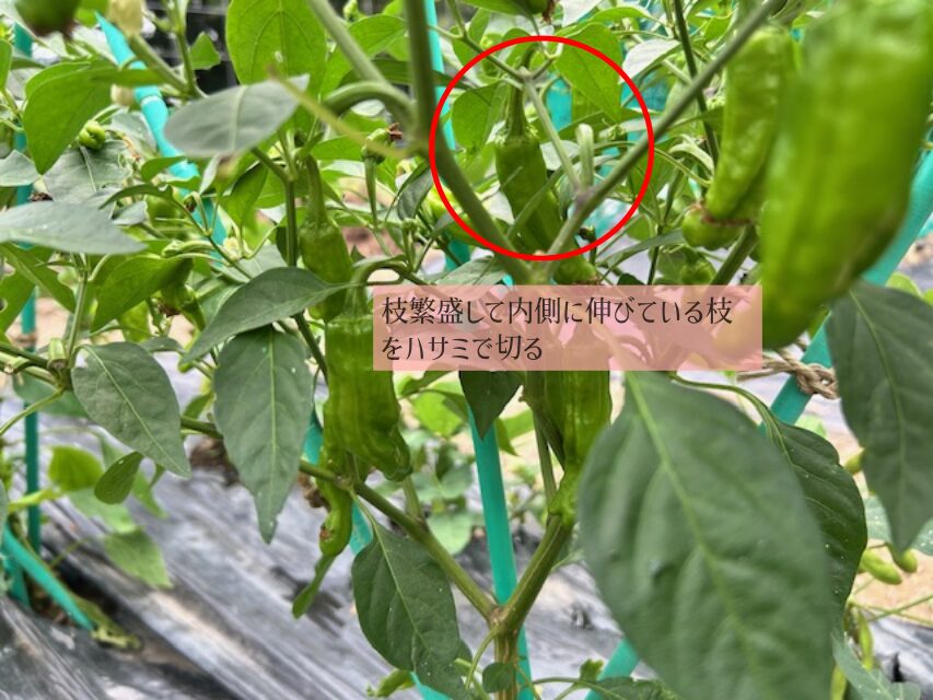 シシトウの整枝