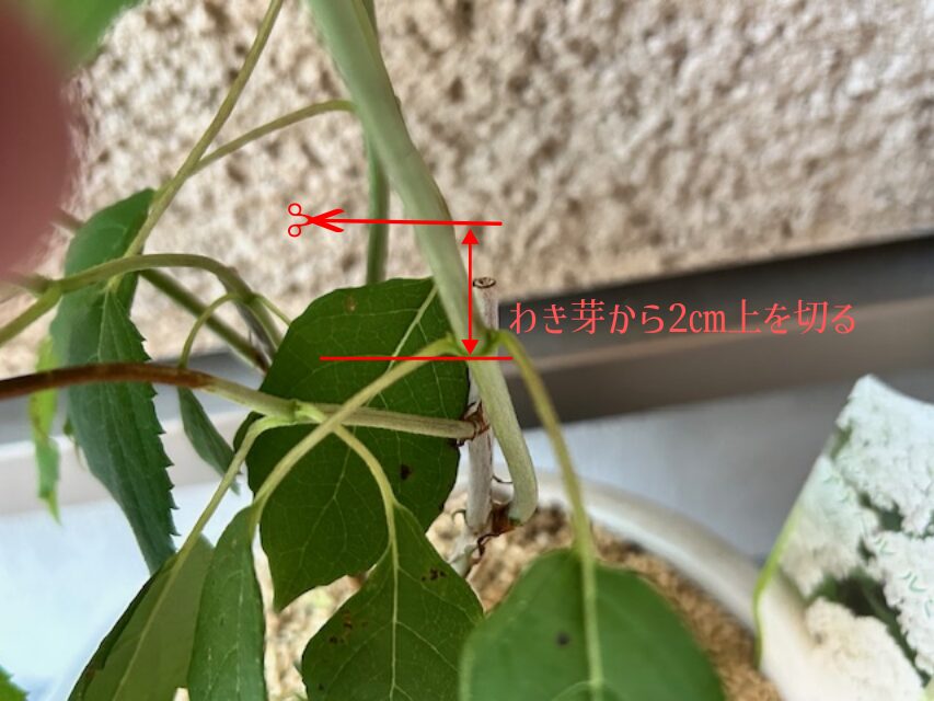 アジサイ　花後剪定
