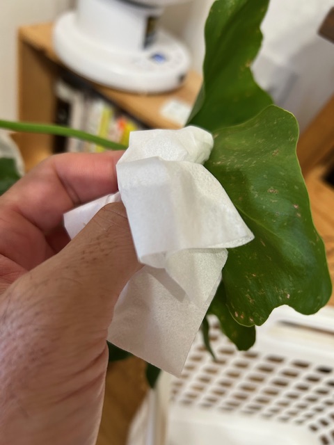 葉をふき取る　ハダニ対策