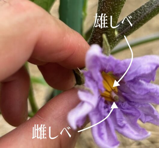 ナスの花 雄しべと雌しべ