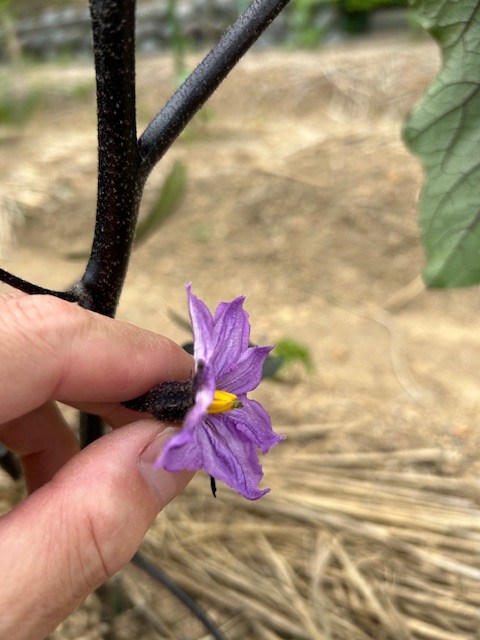ナス 一番花