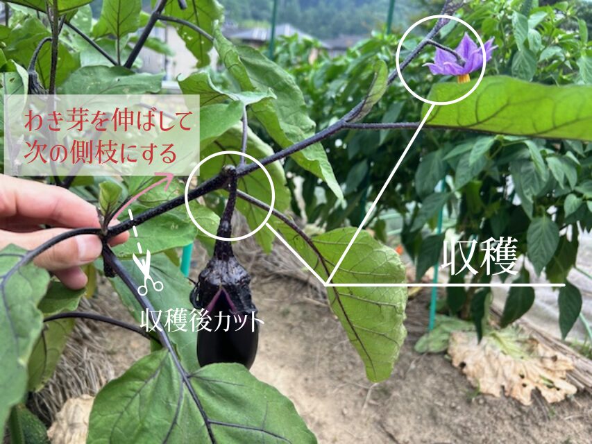 ナスの整枝