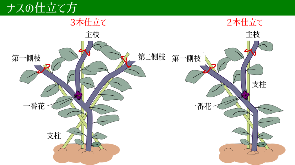 ナスの仕立て方 イラスト