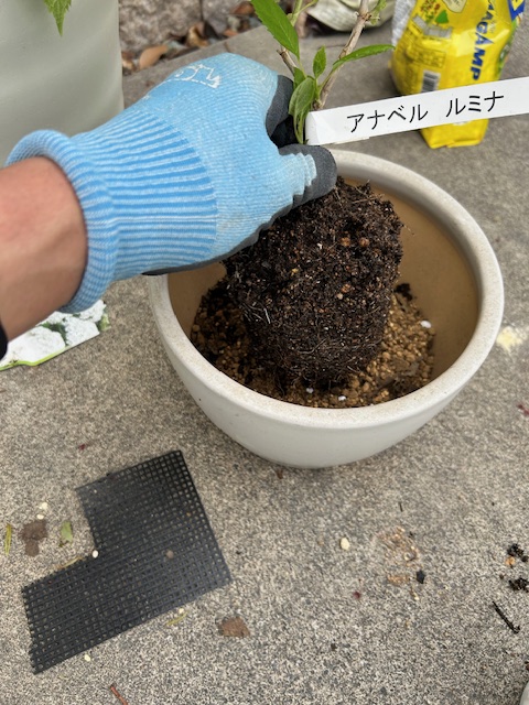 アジサイをポットから取出し