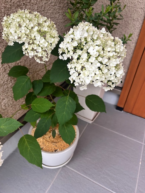 アジサイ開花後