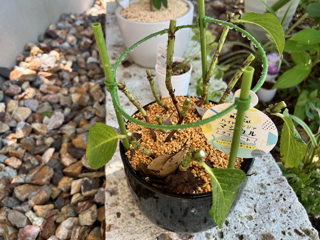 アジサイの植え替え