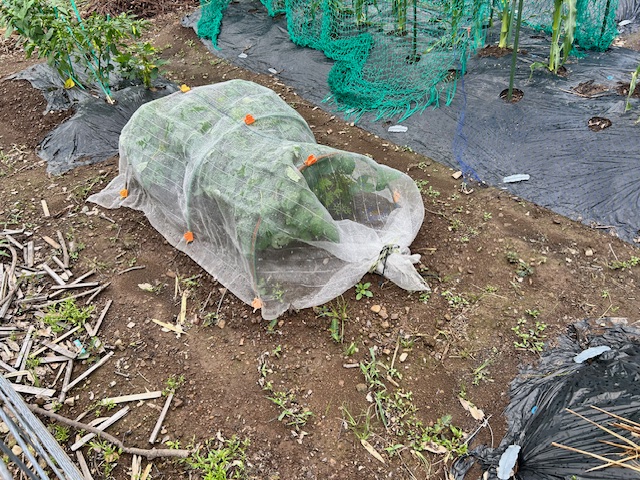 エダマメ 防虫ネット