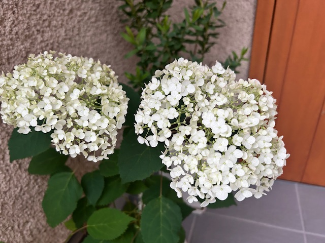 アナベル　開花