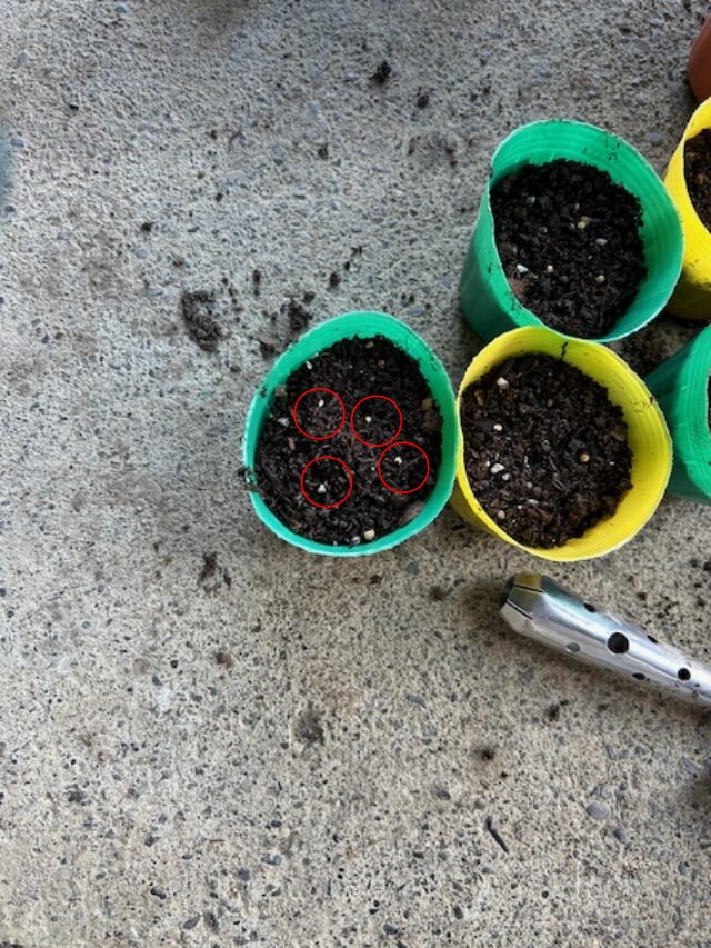 ナスのポット植付け